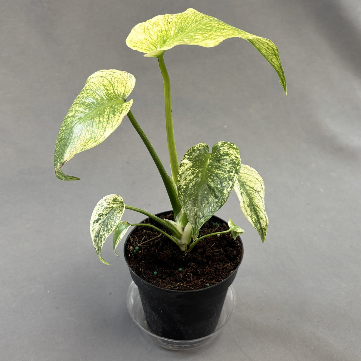 Monstera Mint