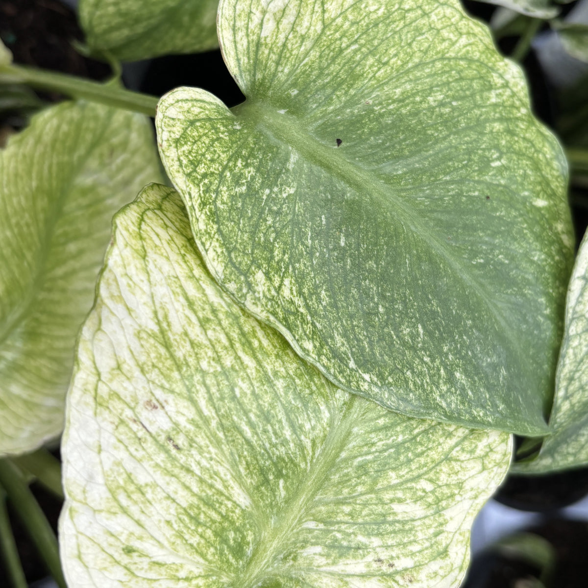 Monstera Mint
