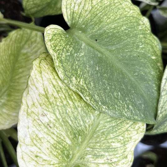 Monstera 'Mint'