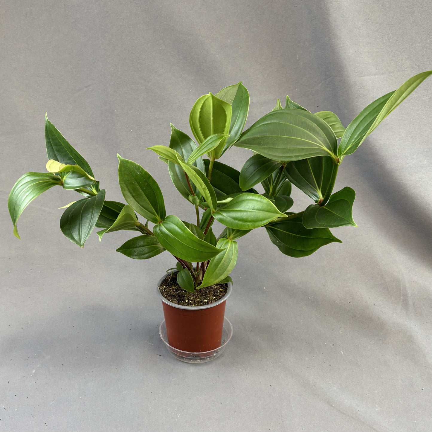 Medinilla