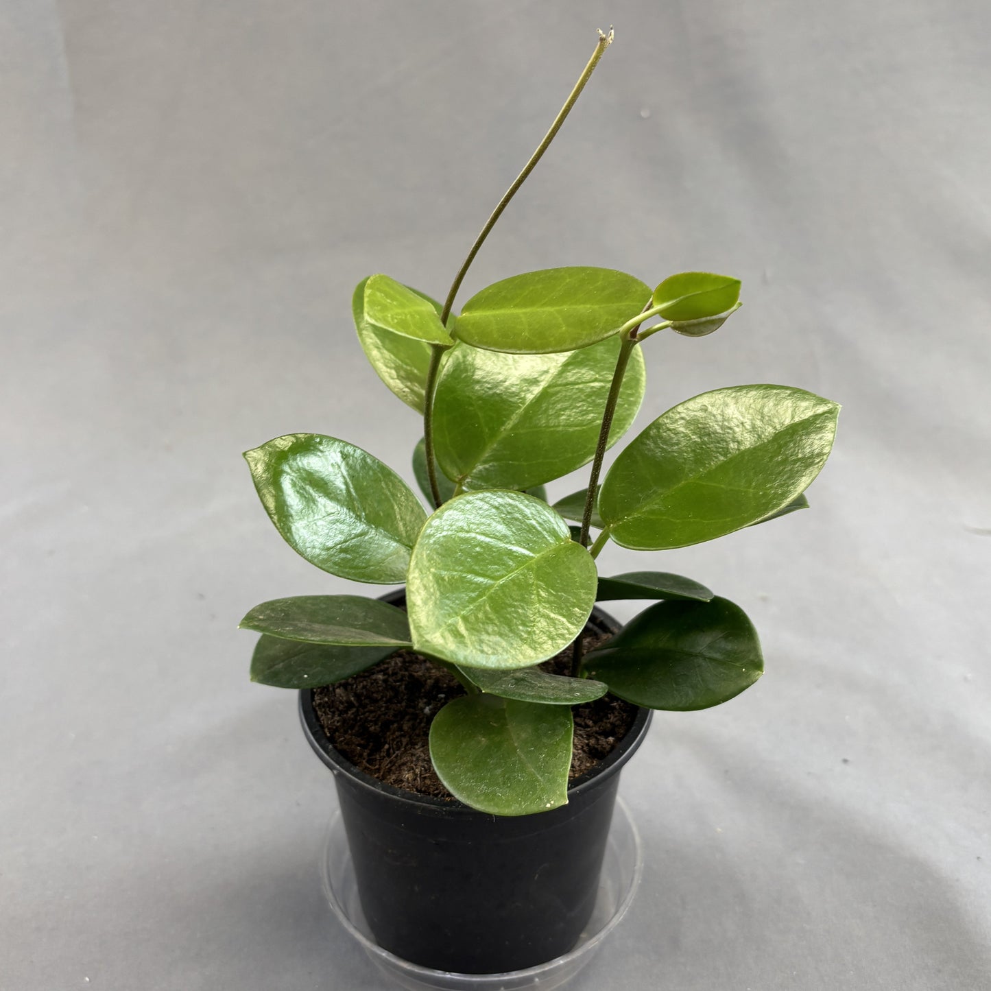 Australian Wax Plant