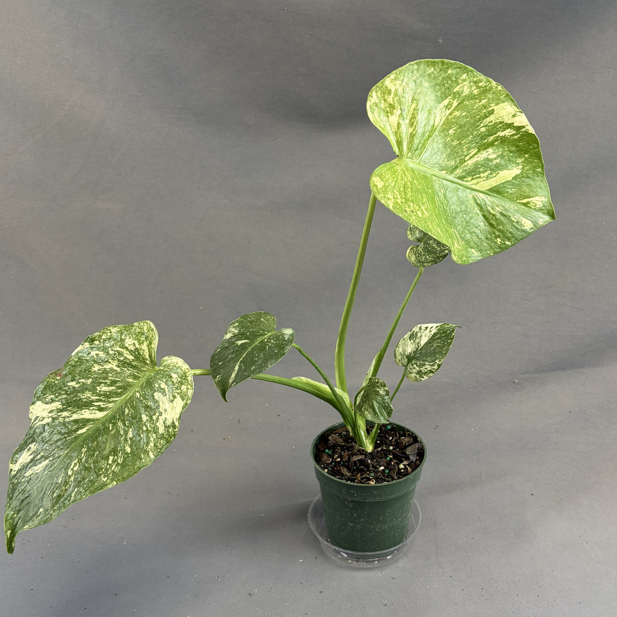Monstera 'White Monster'