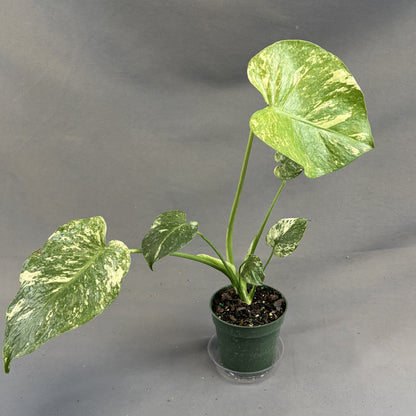 Monstera 'White Monster'