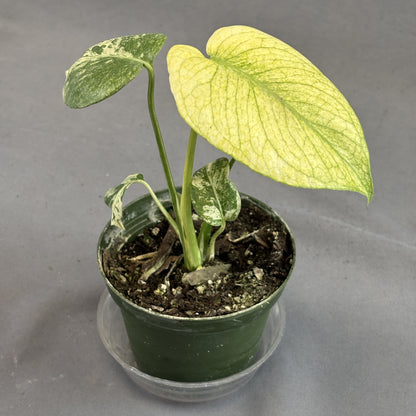 Monstera White Monster