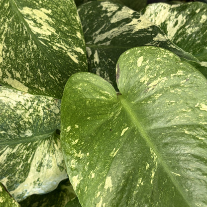Monstera 'White Monster'