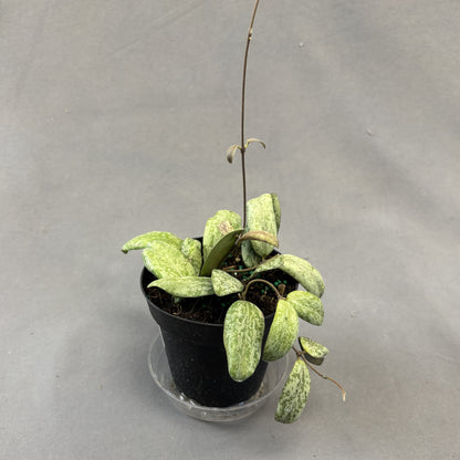 Waxvine