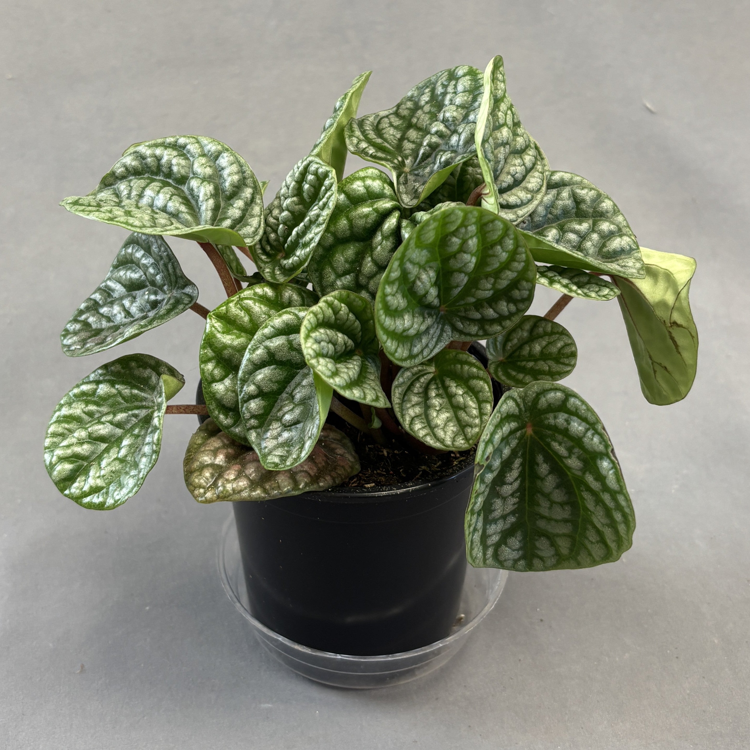 Peperomia 'Robella'