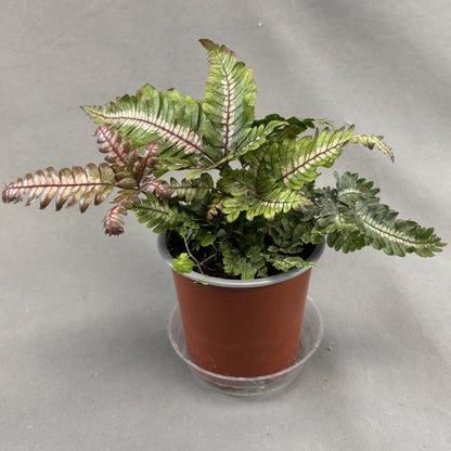 Candy Stripe Brake Fern