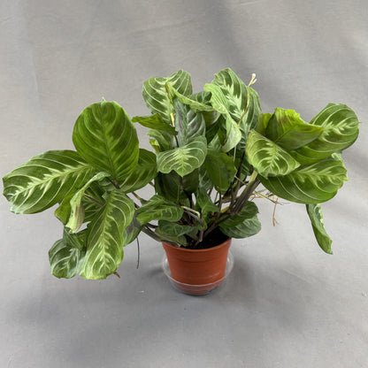 Maranta 'Cat Moustache'