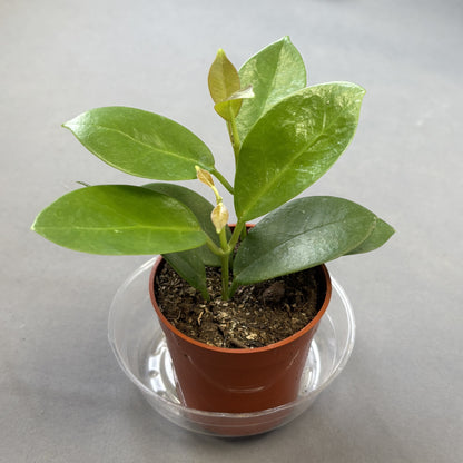 Australian Wax Plant