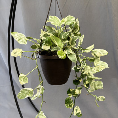 Pothos 'N Joy'