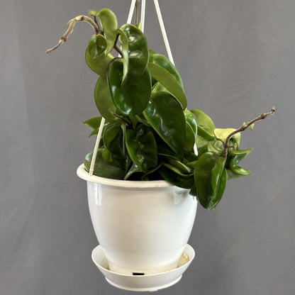 Hindu Rope Plant
