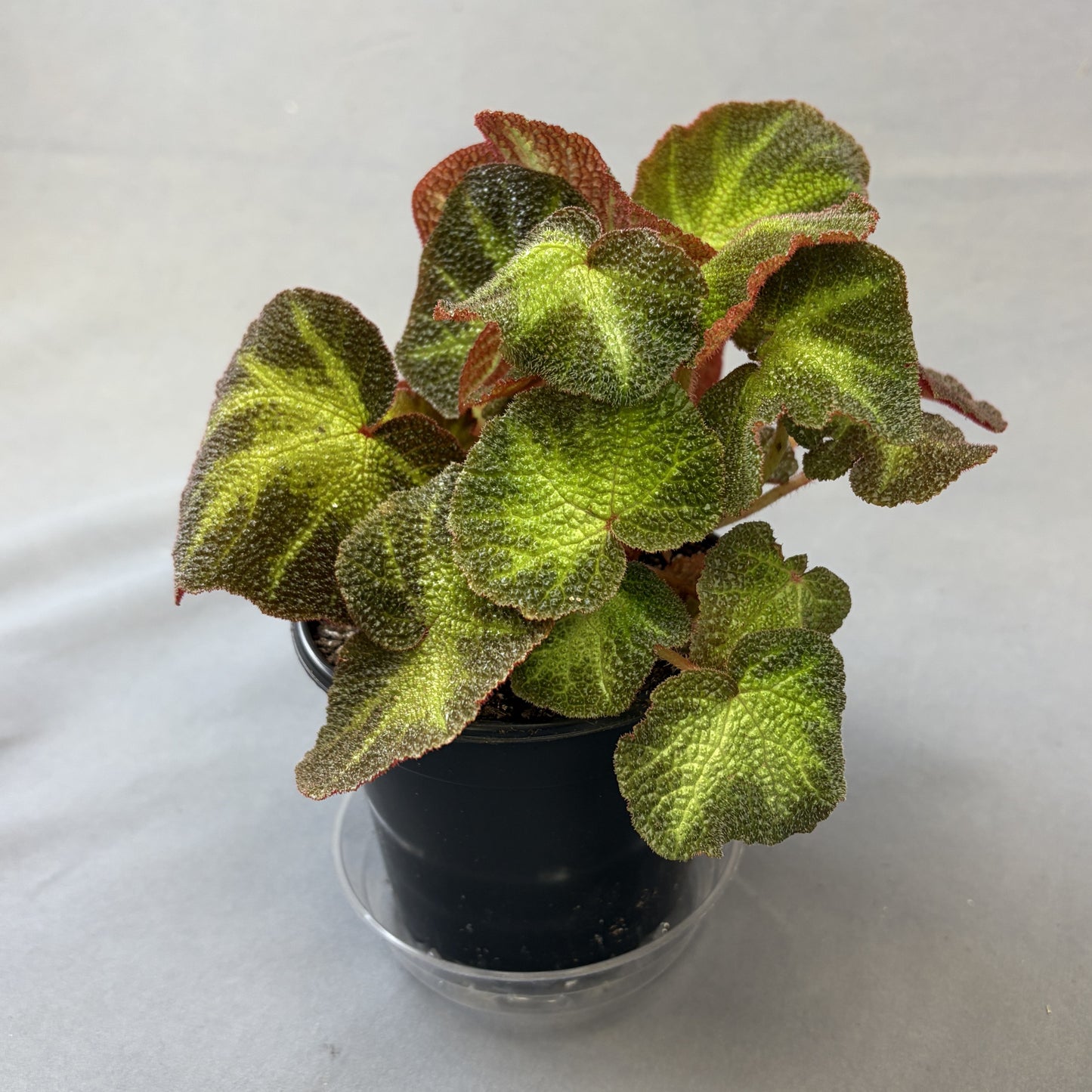 Begonia 'Sun-Changing'