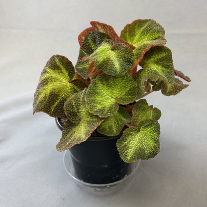 Begonia 'Sun-Changing'
