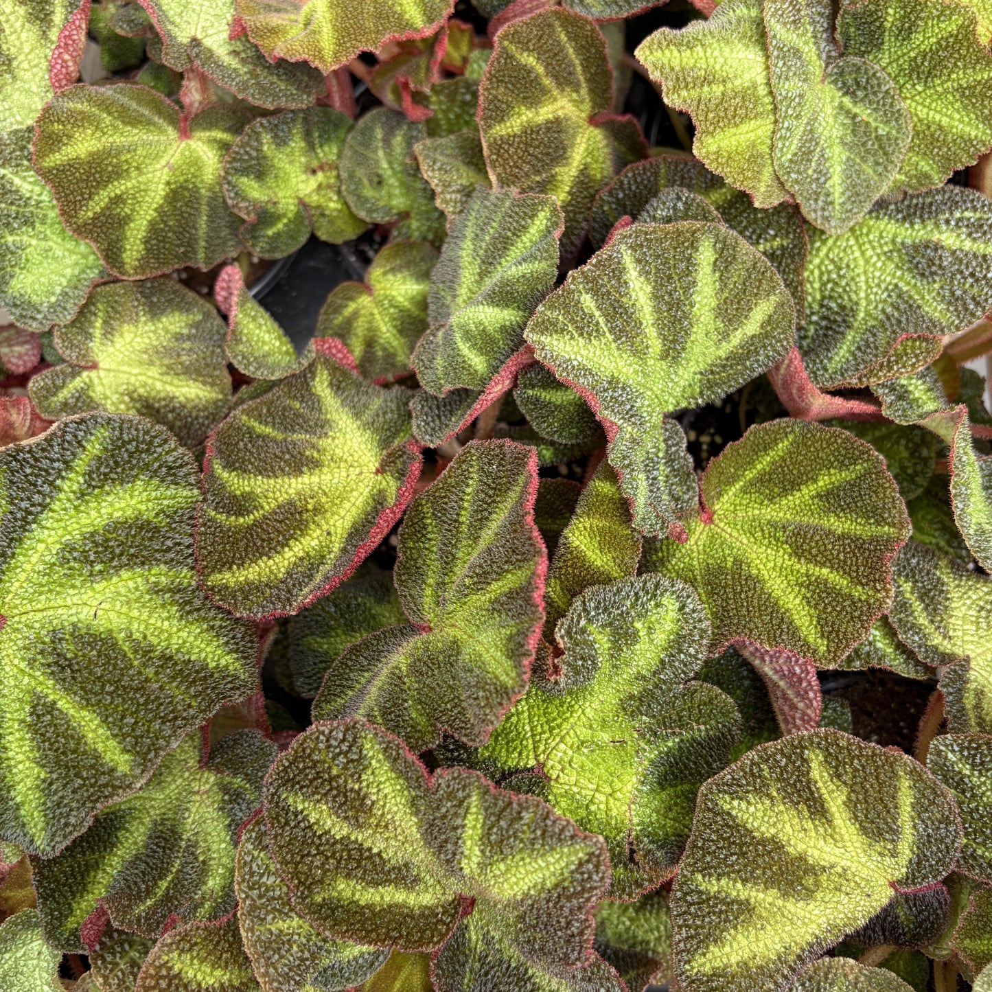 Begonia 'Sun-Changing'
