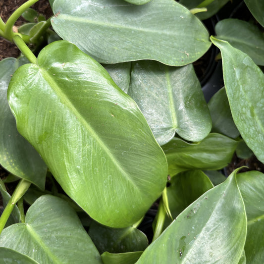 Philodendron 'Golden Dragon'