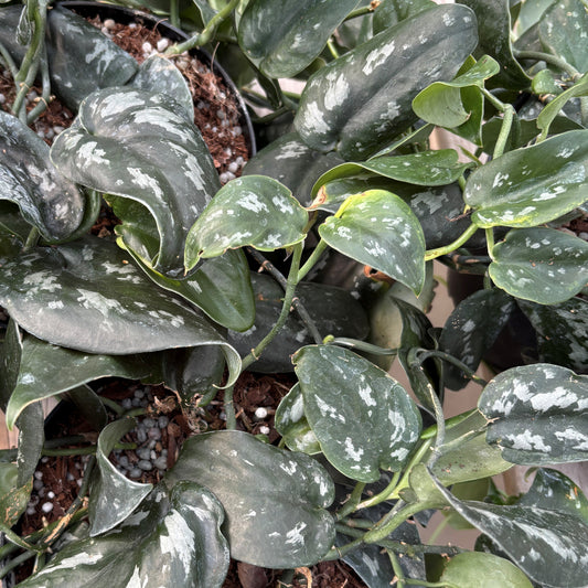 Scindapsus 'Black Splash'
