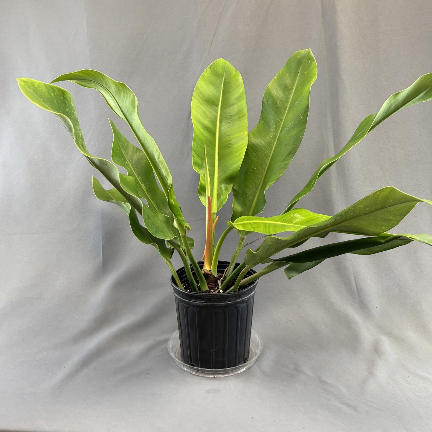 Philodendron 'Ruizii'
