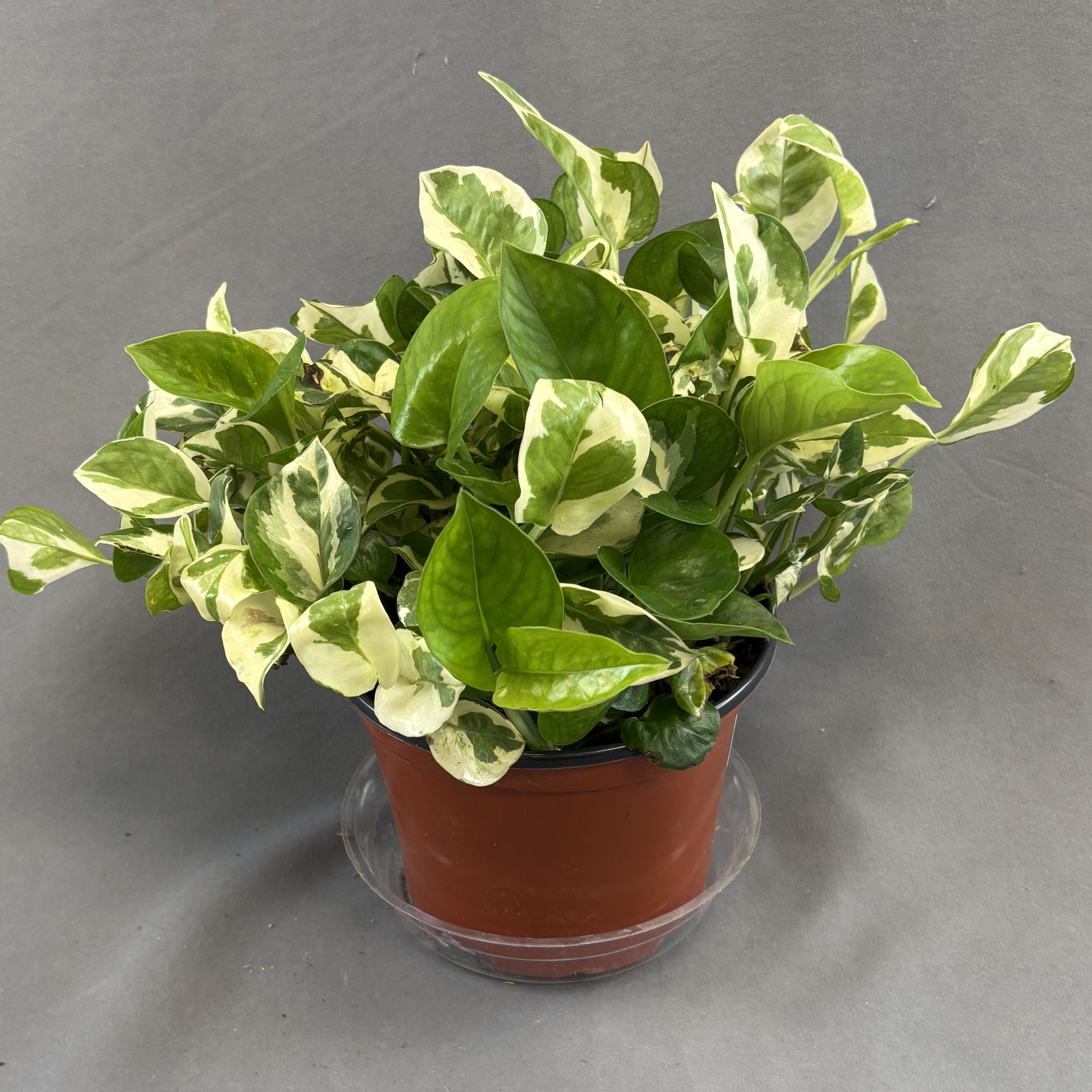 Pothos 'N Joy'