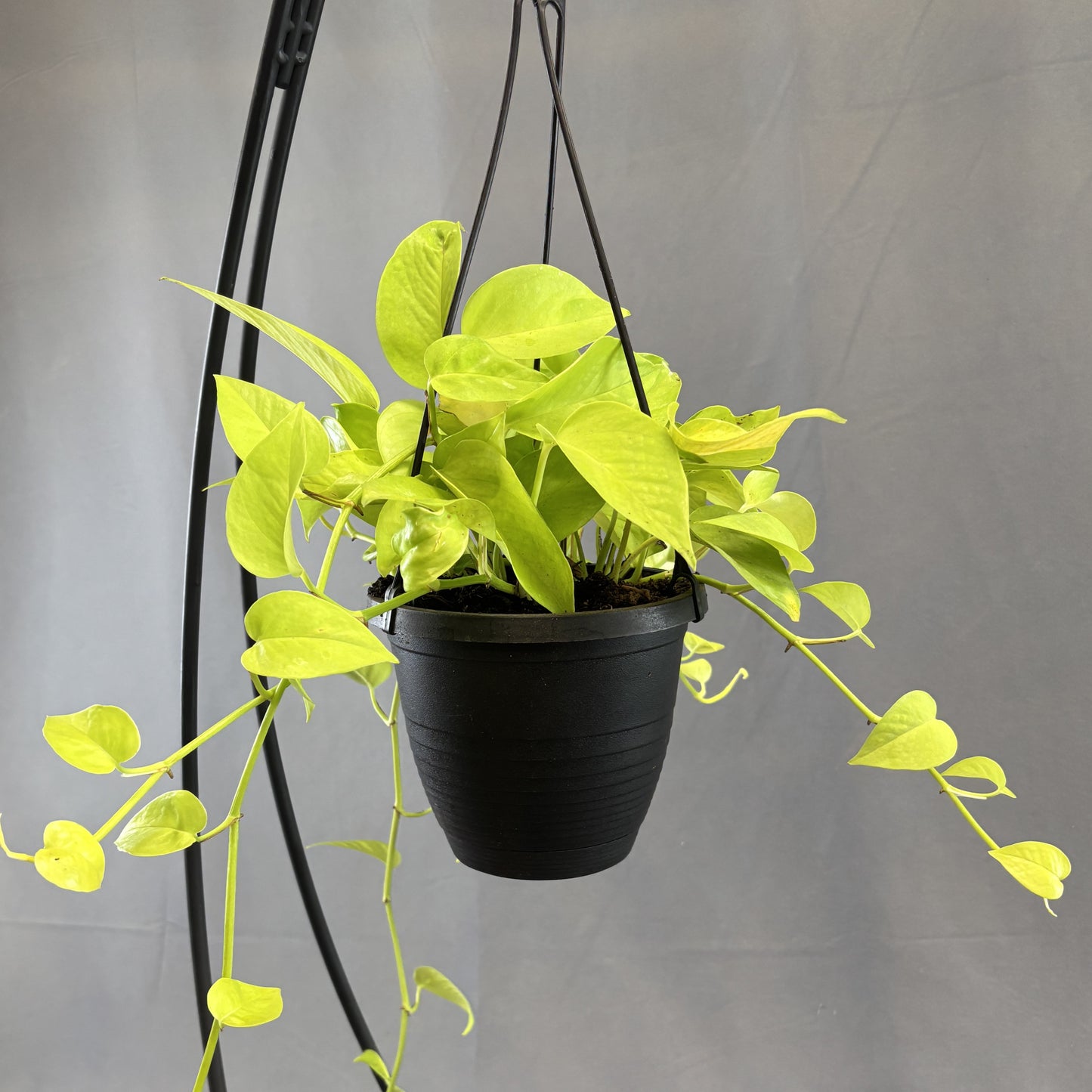 Pothos 'Neon'