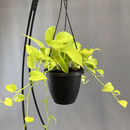 Pothos 'Neon'