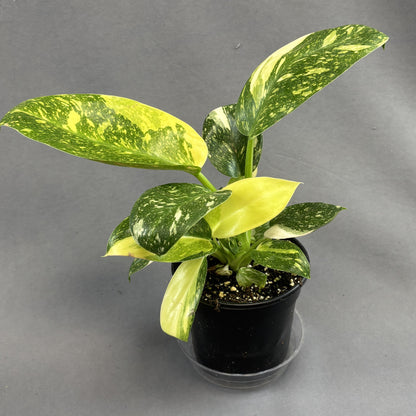 Philodendron 'Green Congo Nuclear Variegated'