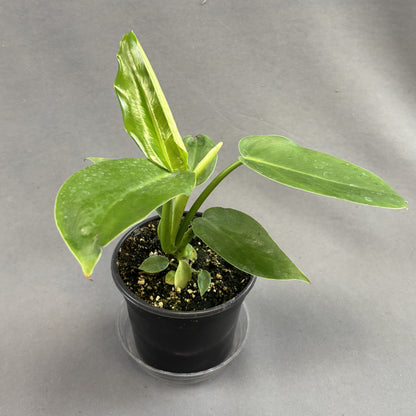 Philodendron ‘Jerry Horne'