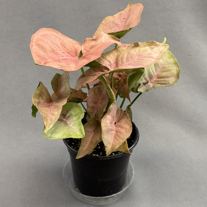 Syngonium 'Pink Neon'