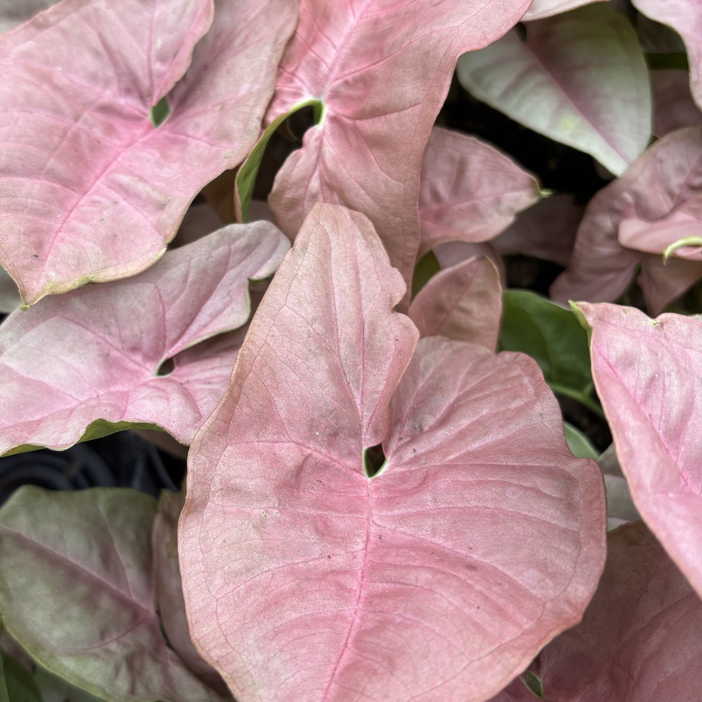 Syngonium 'Pink Neon'