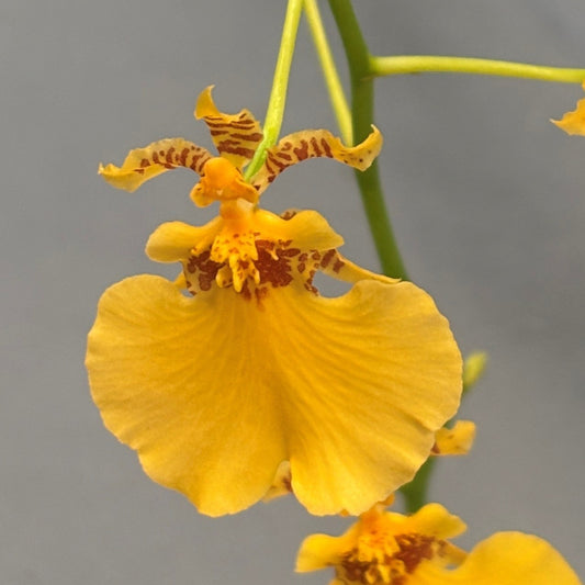 Orchid Oncidesa