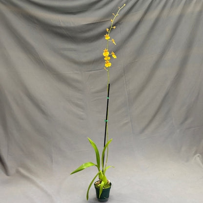 Orchid Oncidesa