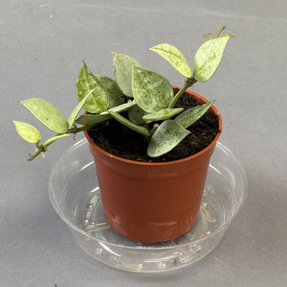 Hoya Krohniana Silver