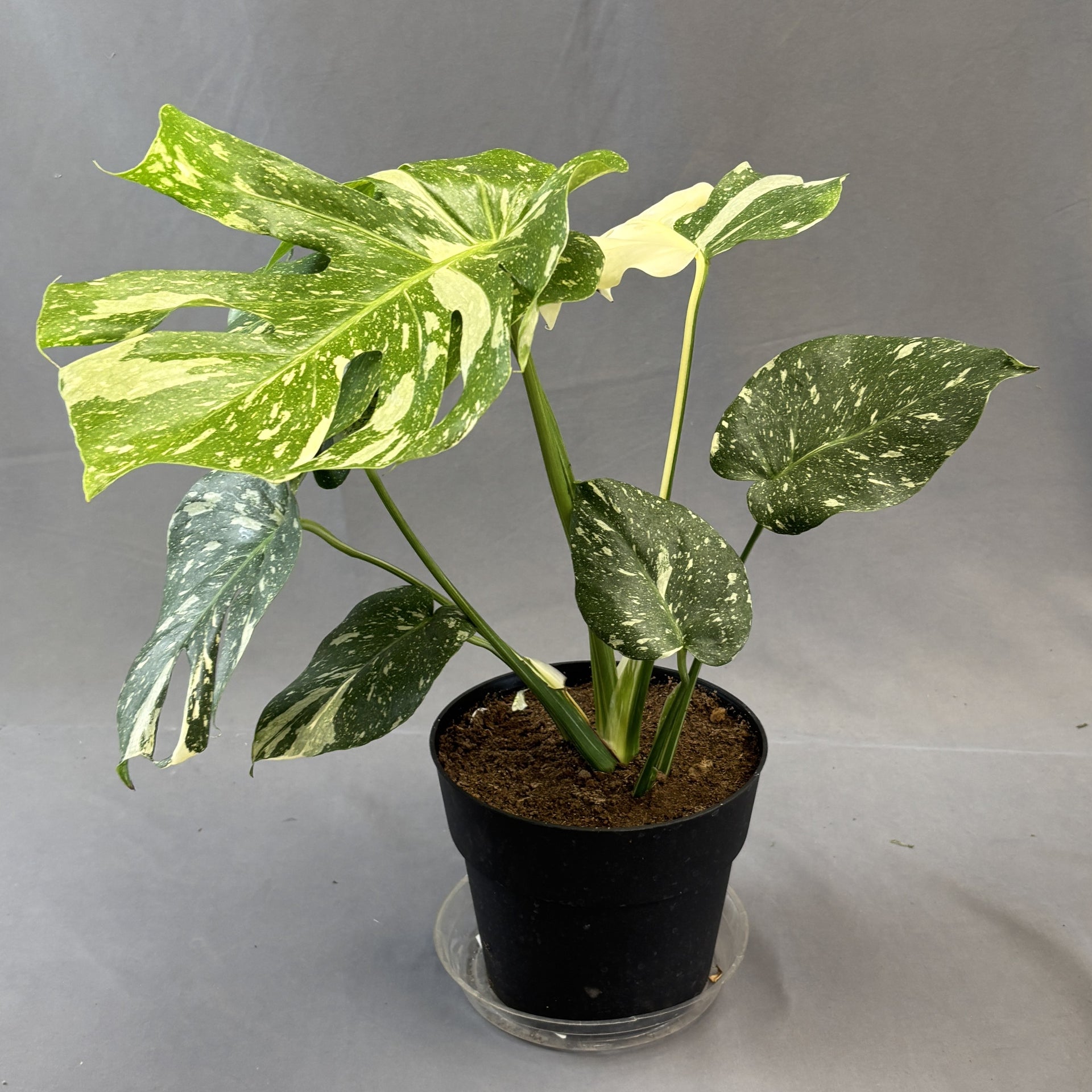 Monstera 'Thai Constellation'  Scott's Nursery Ltd.