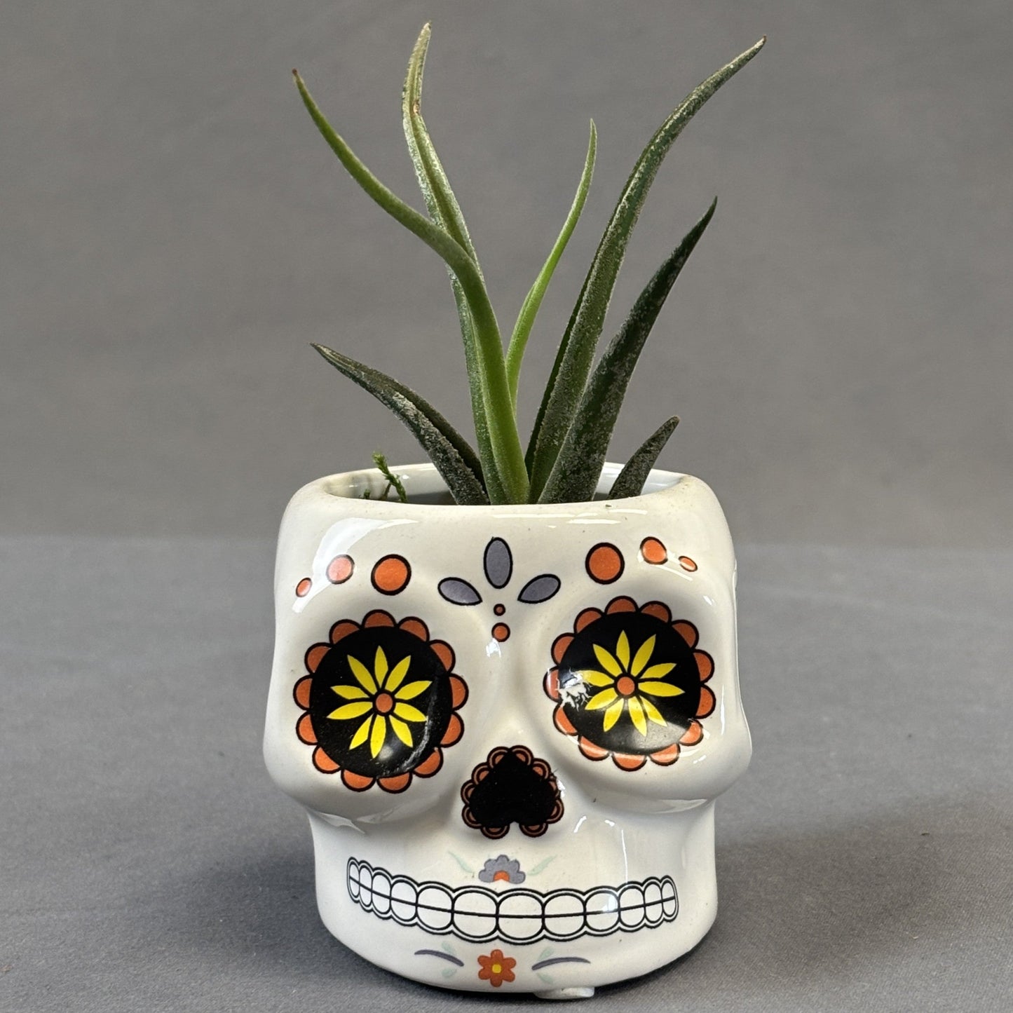 Air Plant Assorted w/Deco Pot