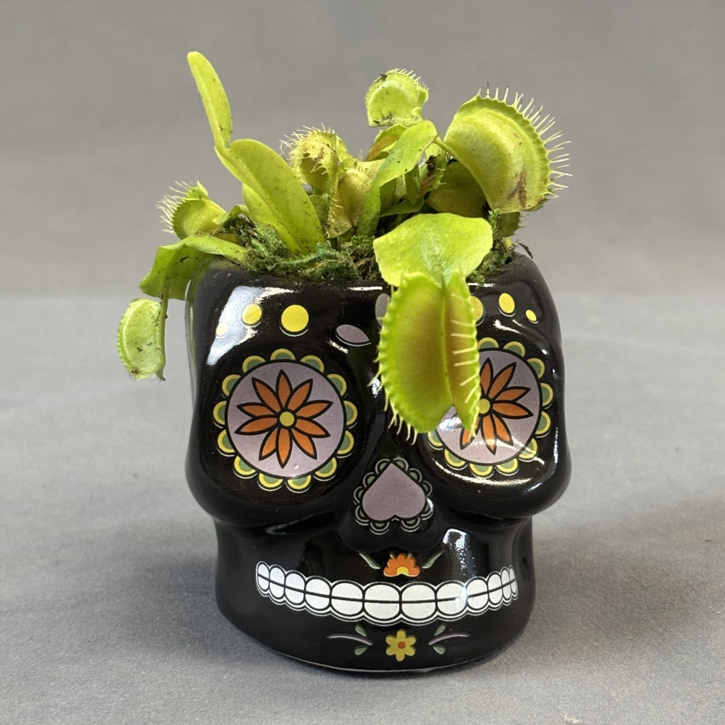 Venus Fly Trap
