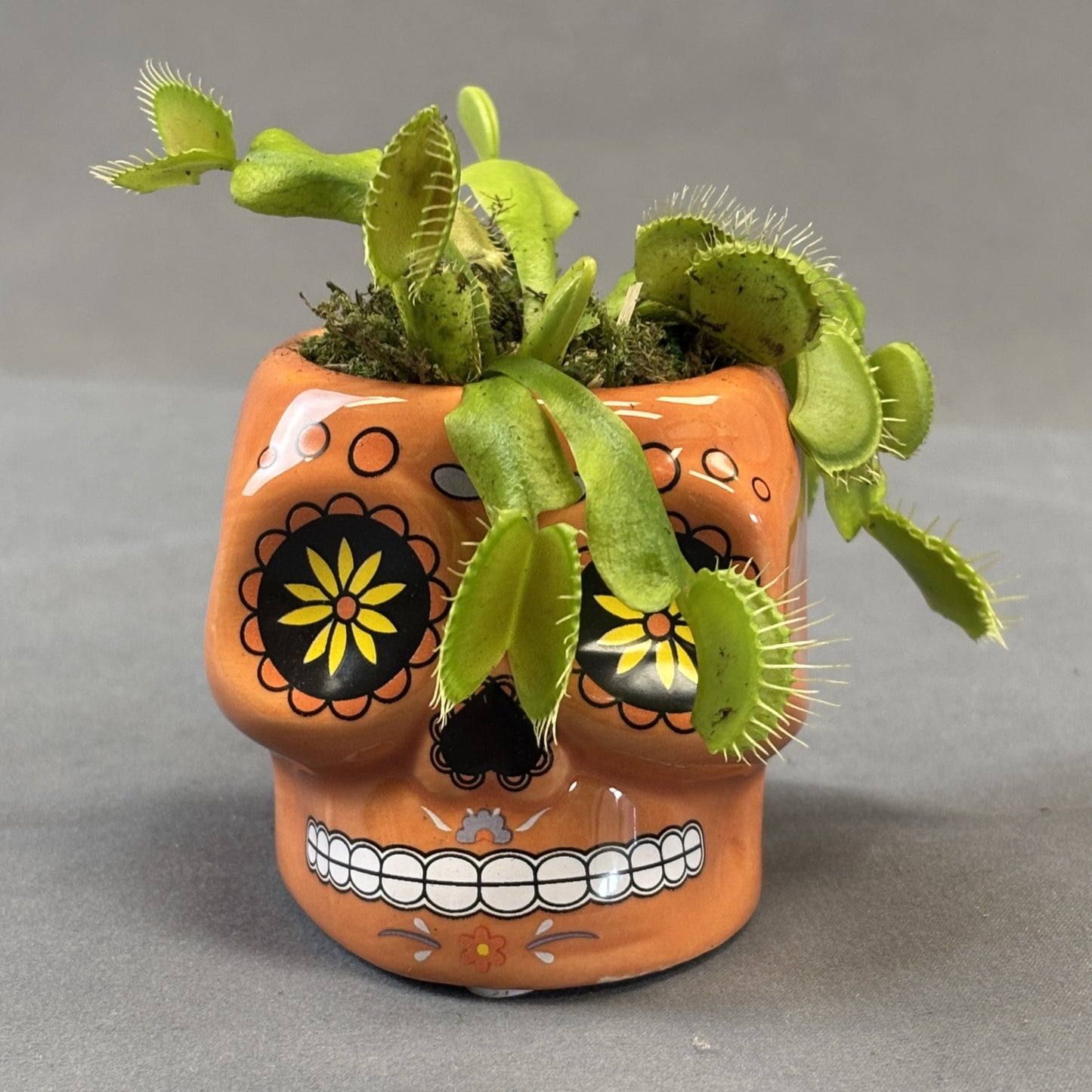 Venus Fly Trap