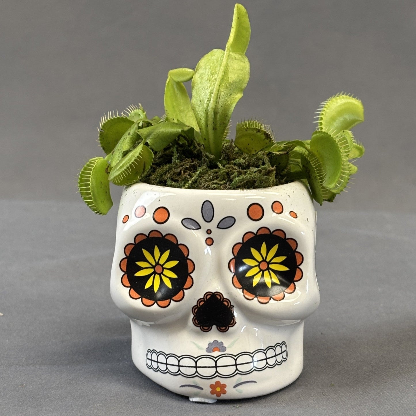 Venus Fly Trap