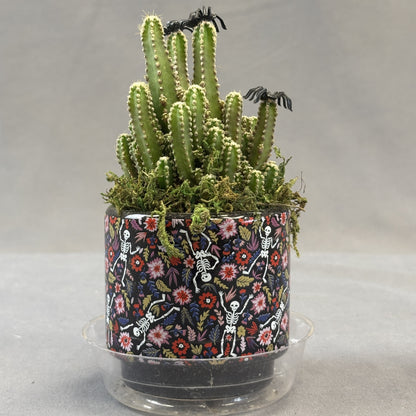 Fairy Castle Cactus