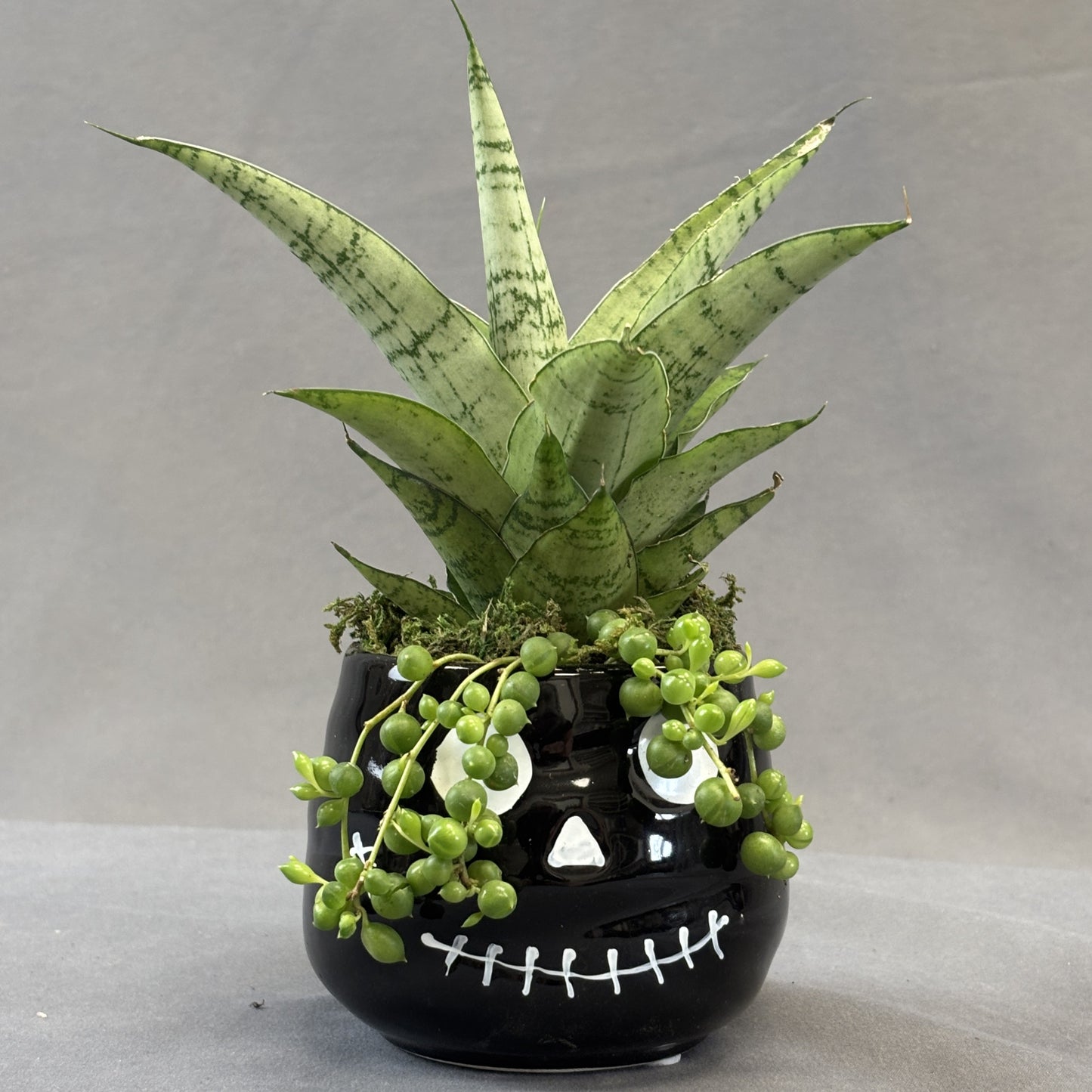 Snake Plant 'Tough Lady'