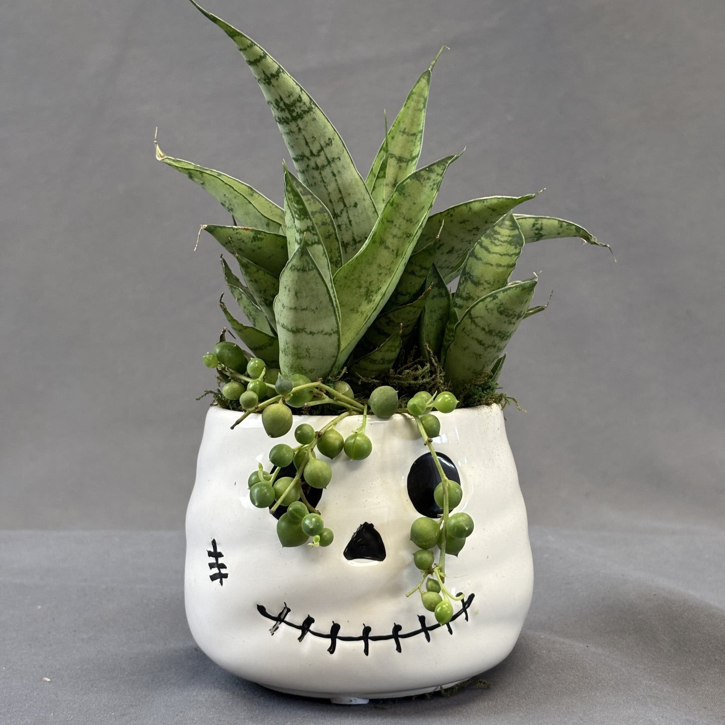 Snake Plant 'Tough Lady'