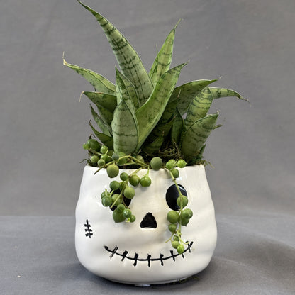 Snake Plant 'Tough Lady'