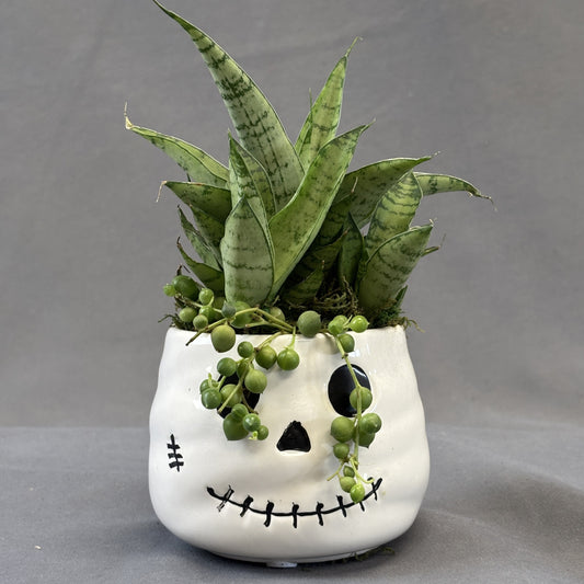Snake Plant 'Tough Lady'
