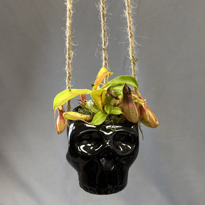 Asian Pitcher Plant