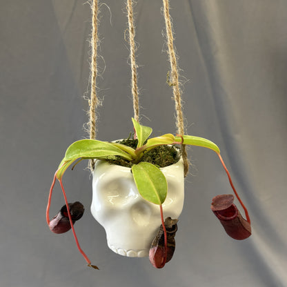 Asian Pitcher Plant