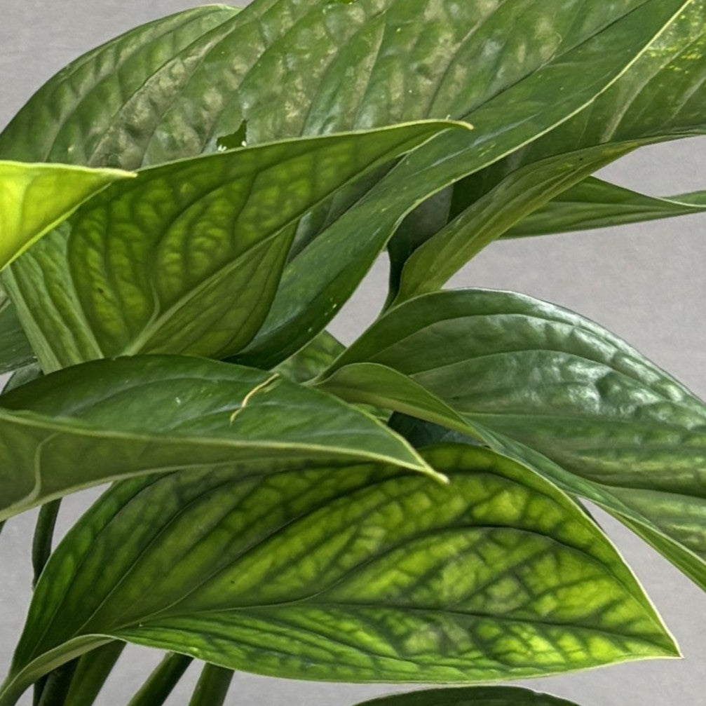 Monstera pinnatipartita