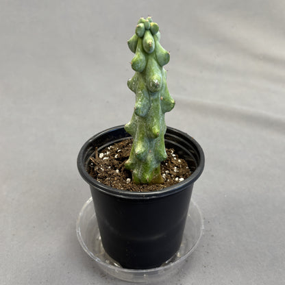 Boobie Cactus