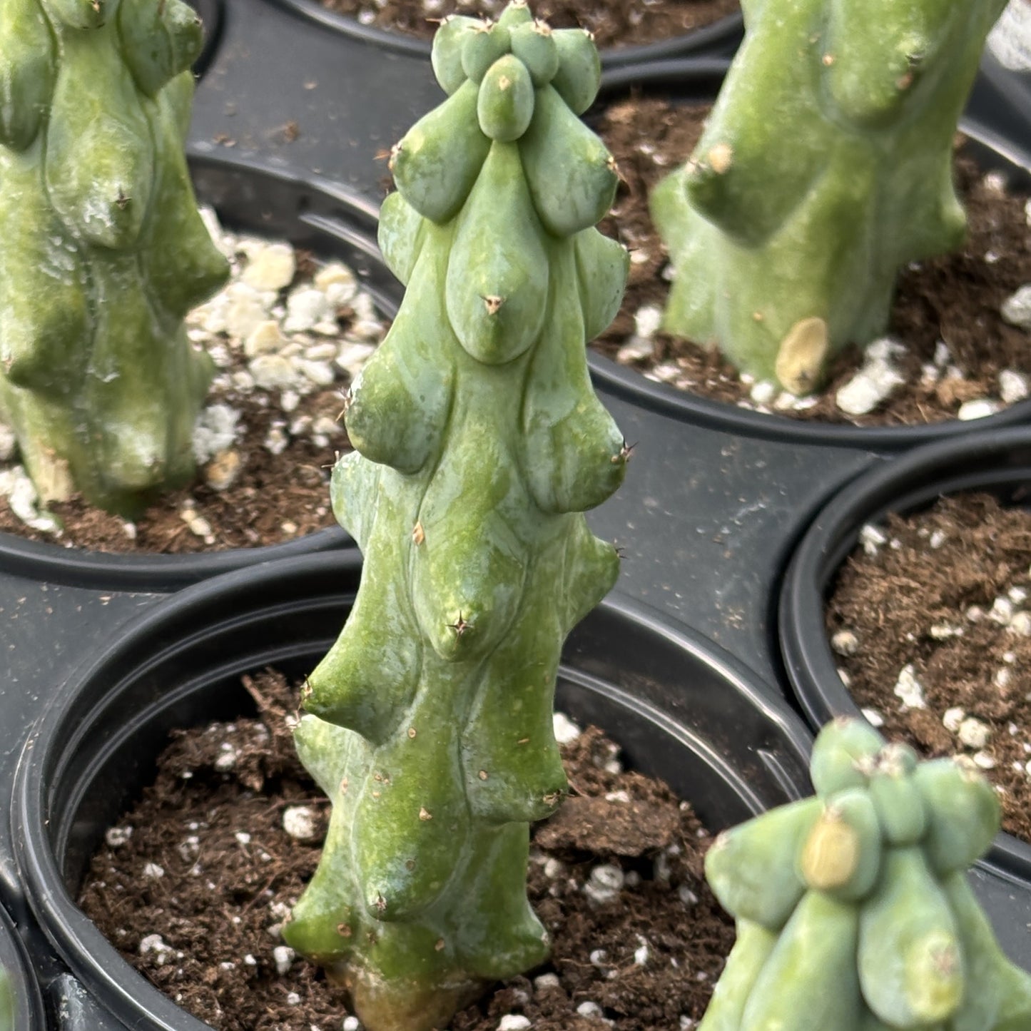Boobie Cactus