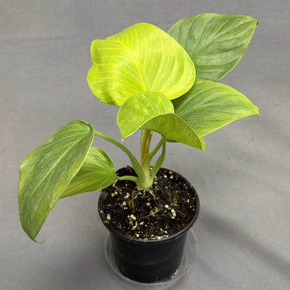 Homalomena 'Emerald Gem'