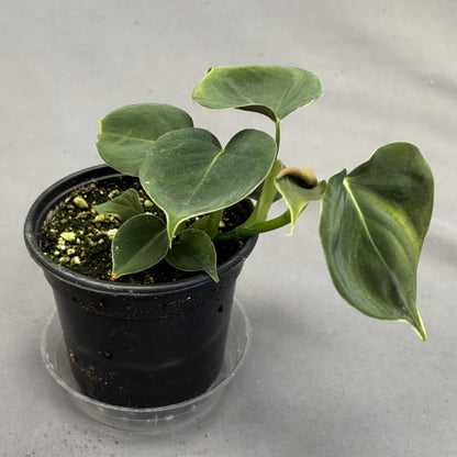 Philodendron Lupinum