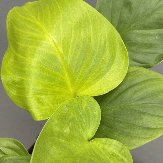 Homalomena 'Emerald Gem'